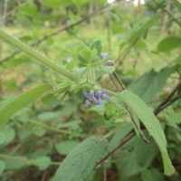 Mesosphaerum suaveolens (L.) Kuntze